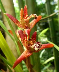 Maxilárie - květ (Maxillaria tenuifolia)