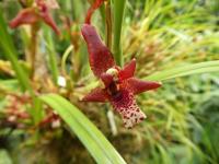 Maxilárie (Maxillaria tenuifolia)