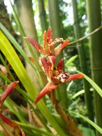 Maxilárie (Maxillaria tenuifolia)