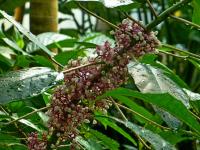 Urera (Urera baccifera)
