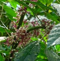 Urera (Urera baccifera)