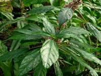 Urera - listy (Urera baccifera)