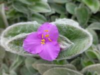 Poděnka - květ (Tradescantia sillamontana)