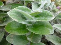 Poděnka - listy (Tradescantia sillamontana)