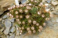 Macledium (Macledium spinosum)