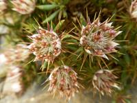 Macledium (Macledium spinosum)