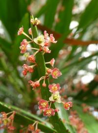 Smuteň (Phyllanthus angustifolius)