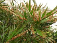 Smuteň (Phyllanthus angustifolius)