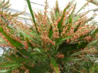 Smuteň (Phyllanthus angustifolius)