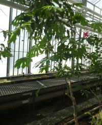 Manihot (Manihot grahamii)