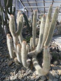 Kleistokaktus (Cleistocactus strausii)