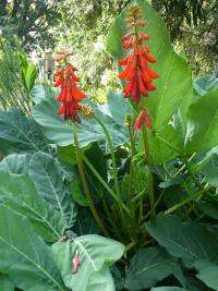 Zarděnice (Erythrina zeyheri)