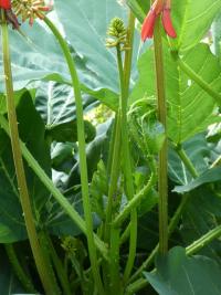 Zarděnice (Erythrina zeyheri)