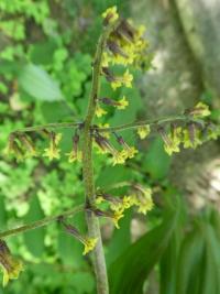 Pstroček Henryův (Maianthemum henryi)