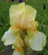 Kosatec 'Frances Kent' - Vysoké bradaté kosatce (Iris)