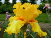 Kosatec 'Hello Happiness' - Vysoké bradaté kosatce (Iris)