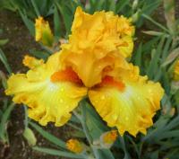 Kosatec 'Hello Happiness' - Vysoké bradaté kosatce (Iris)