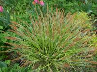 Ostřice vyvýšená 'Aurea'