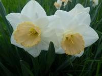 Narcis 'Salome' - Velkokorunné narcisy