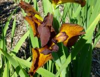 Kosatec 'Bronzová ozdoba' - Kosatce spurie