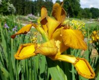 Kosatec 'Imperial Bronze' - Kosatce spurie (Iris)