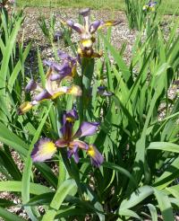 Kosatec 'Kalné vody' - Kosatce spurie (Iris)