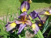 Kosatec 'Kalné vody' - Kosatce spurie (Iris)