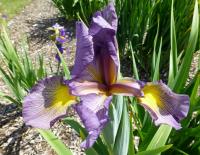 Kosatec 'Kalné vody' - Kosatce spurie (Iris)