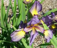 Kosatec 'Kalné vody' - Kosatce spurie (Iris)