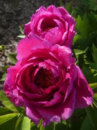 Pivoňka keřovitá 'Luoyang Hong' (Paeonia suffruticosa)