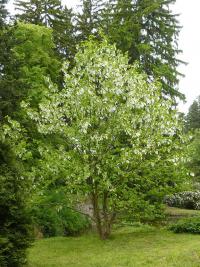 Davídie listenová (Davidia involucrata)