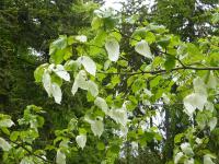 Davídie listenová (Davidia involucrata)