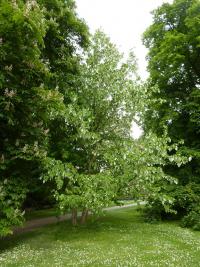 Davídie listenová (Davidia involucrata)