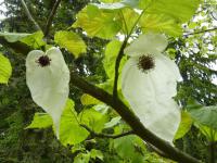 Davídie listenová - listen a květ (Davidia involucrata)