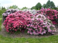 Pěnišník (Rhododendron)