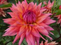 Jiřinka 'Janusz Bogdan Faliński' - Dekorační jiřinky (Dahlia)