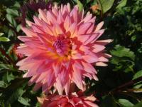 Jiřinka 'Janusz Bogdan Faliński' - Dekorační jiřinky (Dahlia)
