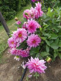 Jiřinka 'Freda Kristina Pink' - Dekorační jiřinky (Dahlia)
