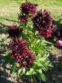 Jiřinka 'Meška Slapuke' - Semikaktusovité jiřinky (Dahlia)