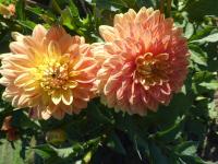 Jiřinka 'Marianeta' - Rozmanité jiřinky (Dahlia)