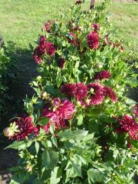 Jiřinka 'Marika' - Kaktusovité jiřinky (Dahlia)