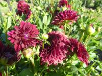 Jiřinka 'Marika' - Kaktusovité jiřinky (Dahlia)
