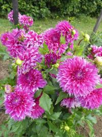 Jiřinka 'Orija' - Dekorační jiřinky (Dahlia)