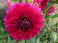 Jiřinka 'Senasis Kaunas' - Dekorační jiřinky (Dahlia)