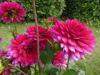 Jiřinka 'Senasis Kaunas' - Dekorační jiřinky (Dahlia)