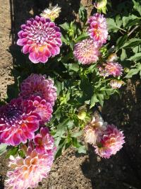 Jiřinka 'Oginskis' - Dekorační jiřinky (Dahlia)