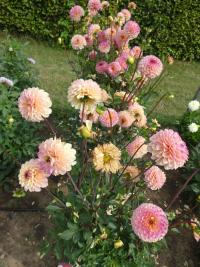 Jiřinka 'Wine Eyed Jill' - Dekorační jiřinky (Dahlia)