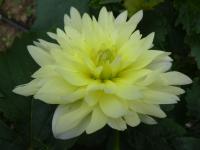 Jiřinka 'Berliner Lemon' - Dekorační jiřinky (Dahlia)