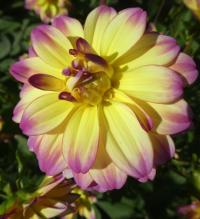 Jiřinka 'Pacific Ocean' - Leknínovité jiřinky (Dahlia)