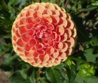 Jiřinka 'Cornel Brons' (Dahlia)